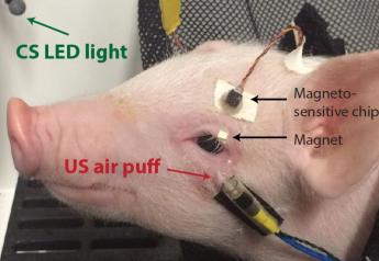 Researchers overcome winking, napping pigs to prove brain test works