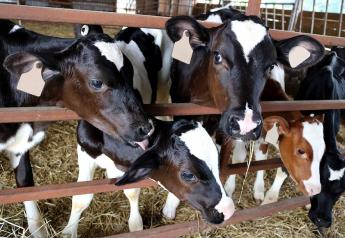A Stepped-Down Approach to Weaning