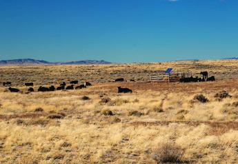 California Ranchers Face Fines For Pumping Water To Livestock