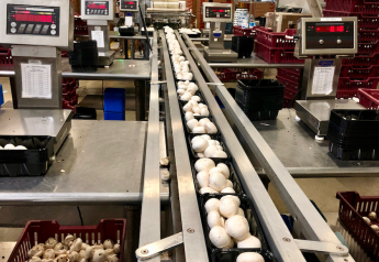 Shortage solutions in the mushroom sector