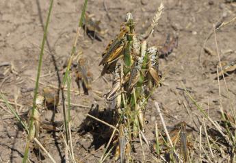 Unspoken Truths About Pests: Grasshoppers