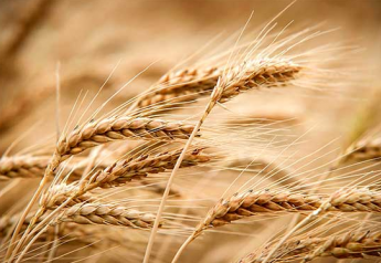 Record Argentine Wheat Crop Estimate Raised Another 500,000 MT