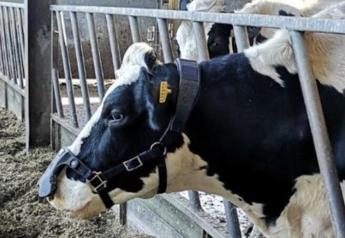New Oral Mineral Bolus helps Cows Dry Off more Comfortably