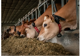Amino Acids Can Help Cows Beat The Heat
