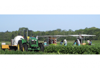 Alsum partner Trembling Prairie Farms to harvest new crop Wisconsin celery 