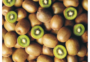 Chilean kiwifruit season in full swing