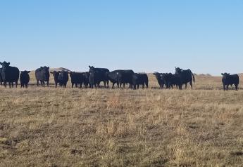 Evaluate Beef Cattle Supplement Options During Drought