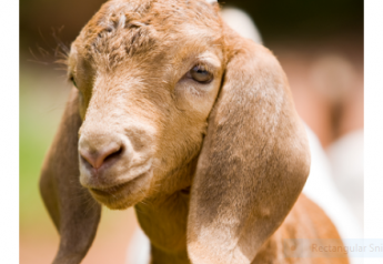 Veterinary Viewpoints: Controlling Internal Parasites In Sheep And Goats