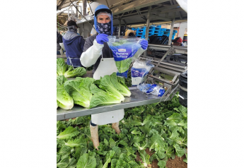 Ocean Mist Farms looks for strong supplies of lettuce