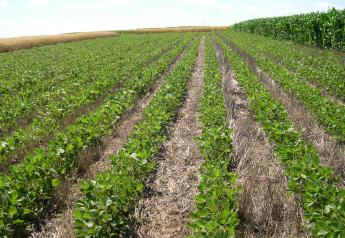 AgRural Slashes Brazilian Soybean Crop Estimate