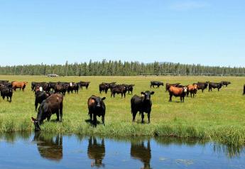 Low-stress Cattle Handling’s Domino Effect on Improved Health, Productivity 