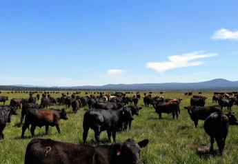U.S. cattle herd shrunk more than expected
