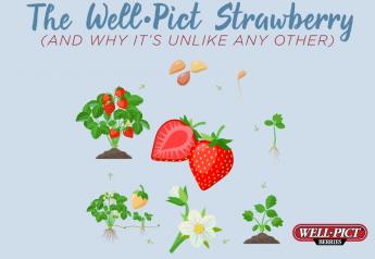 Sponsored by Well-Pict: Truck to Table: THE WELL•PICT BERRIES’ STRAWBERRY (AND WHY IT’S UNLIKE ANY OTHER)