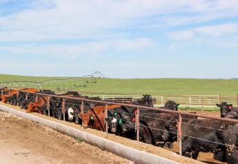 Peel: Feeder Cattle Markets Adjust To Higher Feed Prices