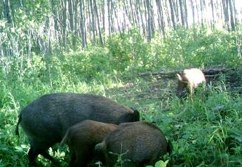 Wild Boar Cull Key to Fight African Swine Fever in Germany