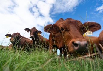 Grazing Cattle Can Reduce Agriculture’s Carbon Footprint