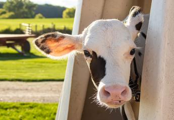 Calf Care & Quality Assurance Unites Dairy, Beef and Veal Industries
