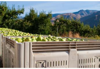 Organic pear shipments show growth