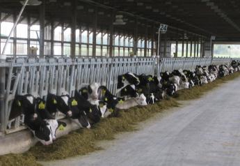 Heifer Shortage to Limit Expansion