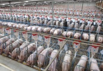 China's Sow Herd at End-Nov Rises 4.7% from Year Earlier