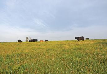 U.S. Cattle Producers Announce Initiatives to Answer Consumer Demands