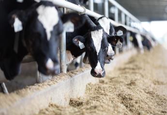 U.S. Dairy Herd Hits 27-year High