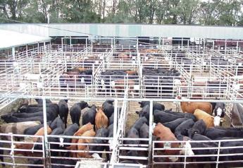 Heat Stifles Auction Prices, Wholesale Beef Advances
