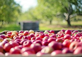 2021 Washington apple harvest estimated to be 124.85 million boxes