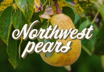 Stemilt Growers expects quality pear crop