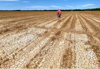 Freakish Flood: Arkansas Farmers Fight $250M Crop Loss after Historical Summer Deluge