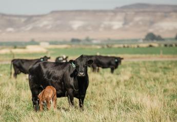 4 Tips to Include Bovine In Vitro Fertilization into Breeding Season