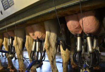 Internal Teat Sealants Protect Cows
