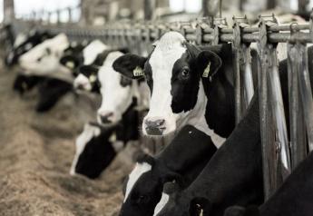 The Importance of Glucose and How to Boost Production in Your Herd  