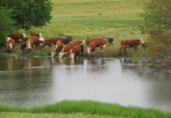 Heat Stress in Cattle