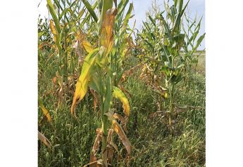 Consider Alternatives for Harvesting Drought-stressed Corn as Forage