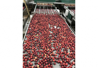 Salix Fruits begins export of Washington apples, considers the impact of heat
