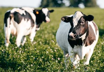 5 Ways To Address Heat Stress And Keep Cows Cool