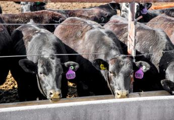 Cash Cattle Higher, COF Declines 2%