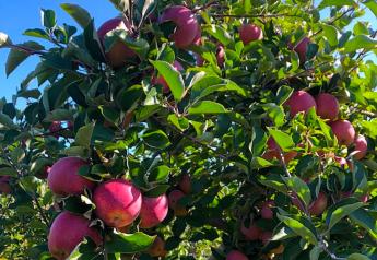 Eastern apple crop is snapping to it in 2021