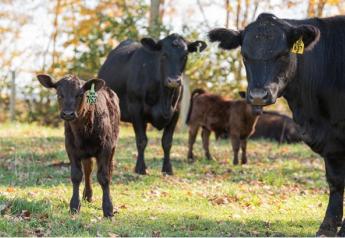 Summer Pneumonia in Calves a Concern: What You Need to Know