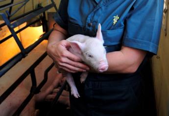 Calling Small Swine Producers and Veterinarians: Your Perspective Needed