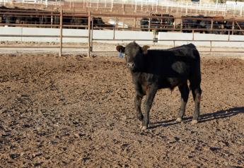 How to Manage Young Calves in the Feedlot