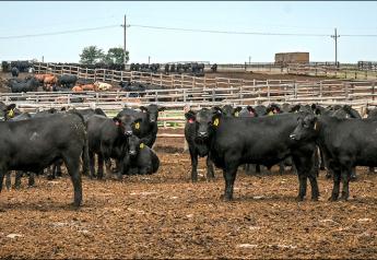 Cattle Steady to Softer, COF Down 1%