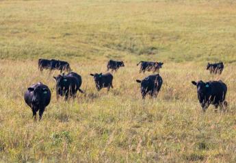 Management Practices for Cows at Weaning:  Part 3 