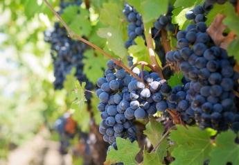 California grapes go global with promotions