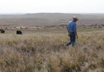 Suspicious Deaths of 58 Cows In North Dakota