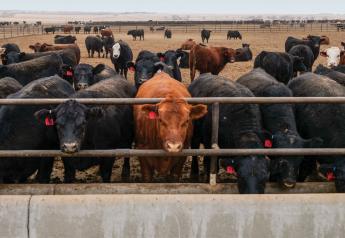 Sponsored: Building a Sustainable Future in the Beef Cattle Industry