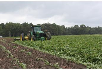 Southern sweet potato crop on track for good year