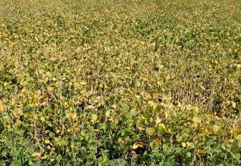 Drought-stressed Soybeans Offer Forage Options