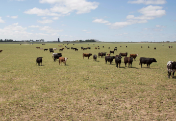 A Million Beef Cows Gone? Texas’ Devastating Drought Could Leave Generational Scars